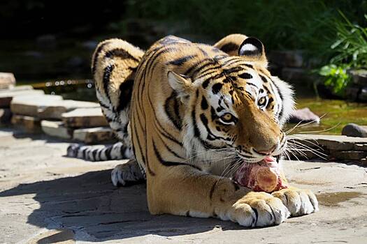 Ученые завершили подсчет амурских тигров в России
