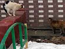 В Москве нашли замурованных живьем кошек
