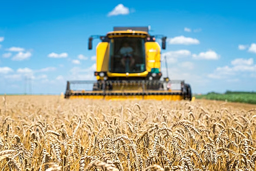 В Приазовском районе площадь озимого сева увеличилась до 50 тысяч гектаров