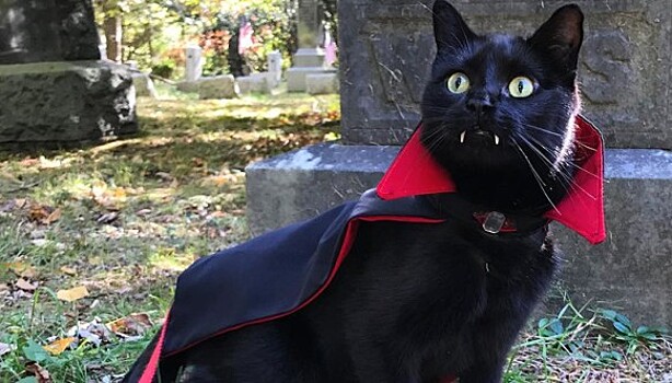 Мимимишный Дракула: котик с вампирскими клыками и тяжелой судьбой стал звездой соцсетей