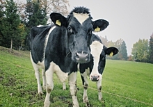 Нижегородские производители молока не останутся без кормов