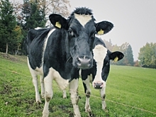 Нижегородские производители молока не останутся без кормов