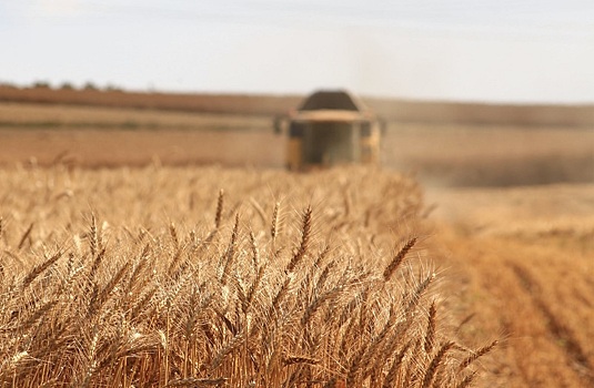 Начала работу система контроля качества и безопасности зерновых ФГИС «Зерно»