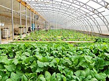 В Шушарах построят Food Market за 10 млрд рублей