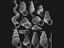 Ученые описали новое подсемейство пещерных улиток