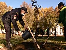 Полицейские высадили деревья у железнодорожного вокзала Пензы