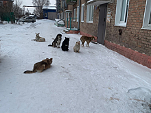 Стая собак покусала детей в Кузбассе