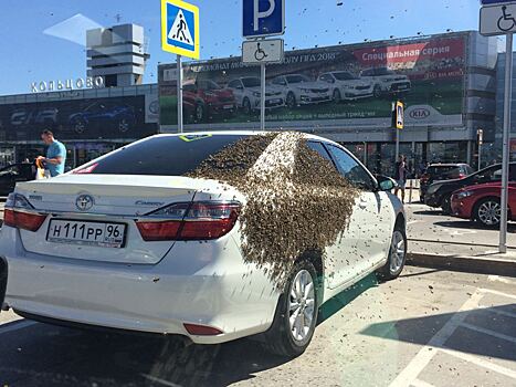 В Екатеринбурге рой пчел атаковал автомобиль, занявший парковку для инвалидов