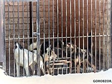 В Уфе выигравшая тендер на отлов зоозащитница выпустит на улицу тысячу собак, если ей не помогут власти