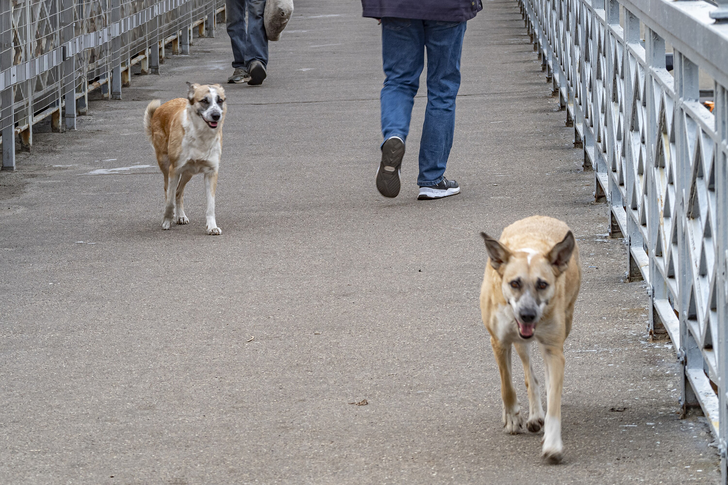 РИА: ОП не поддержала законопроект о защите россиян от бездомных животных