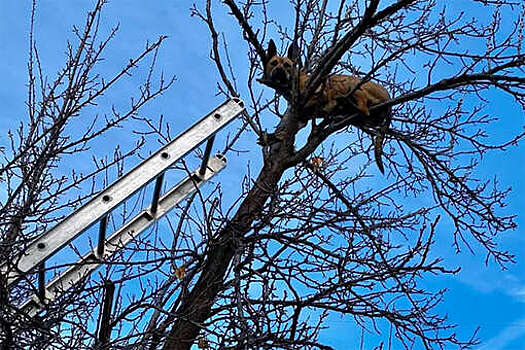Собака застряла на дереве после неудачной погони за белкой