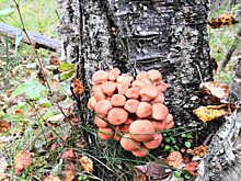 УрФО: день тишины, охреневшее дево и клубни в клумбах