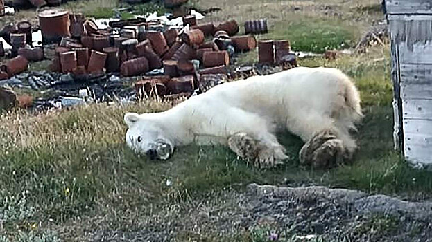 Белого медведя с застрявшей банкой в пасти спасают в арктической глуши