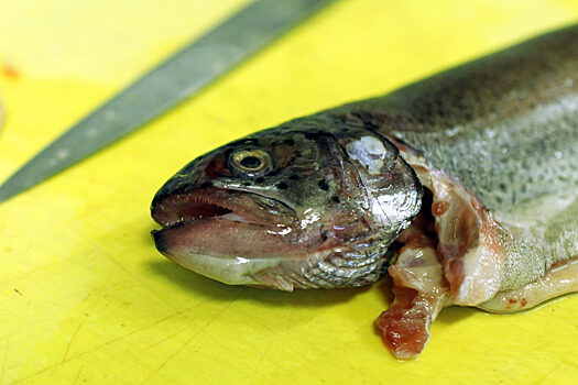 Суши «Ёбидоёби» отравили более 20 человек в Екатеринбурге