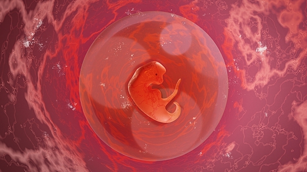 Впервые «выращена» модель человеческого эмбриона третьей недели развития