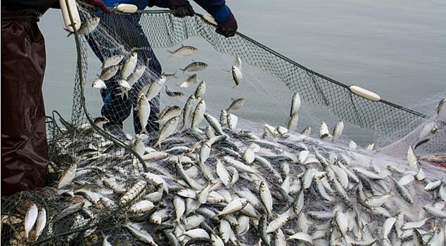 Рыбы в России всё больше и больше