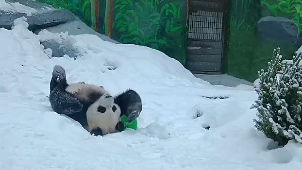 Московский зоопарк показал типичные выходные папы панды Катюши