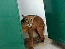 Школьник пошел в туалет и столкнулся с пумой