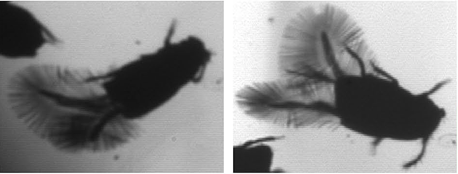 Биологи разобрались в механизме симметричного складывания крыльев у мельчайших жуков