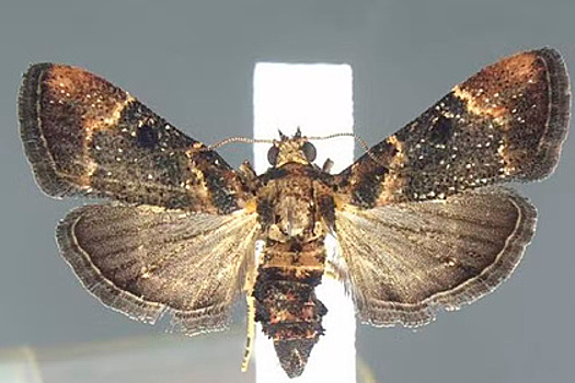 Исчезнувшее 100 лет назад насекомое нашли в багаже туриста