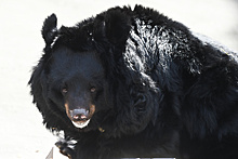 Здоровье циркового гималайского медведя проверили в Щелкове