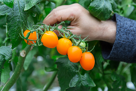 Сделано на Кавказе: как выращивают самые вкусные помидоры