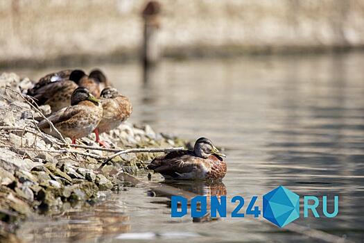 В Веселовское водохранилище выпустили 3000 уток-крякв