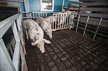 Вирус африканской чумы свиней обнаружили в одном из районов Приморья