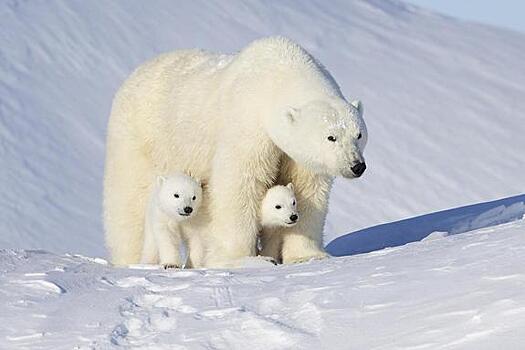От потепления климата в Арктике страдают белые медведи