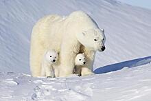 От потепления климата в Арктике страдают белые медведи