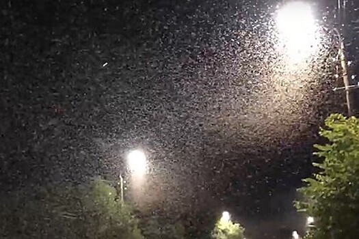 В российском регионе тысячи насекомых закрыли собой небо и напугали жителей