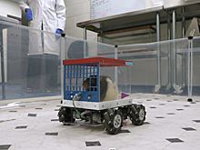 Лабораторных крыс обучили управлять автомобилем