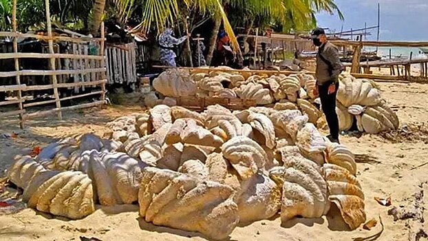 На Филиппинах изъяли раковины моллюсков-гигантов на 25 млн долларов