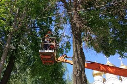 С апреля в Ярославле спилили 500 сухих деревьев