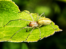 Самые опасные пауки в России и Европе