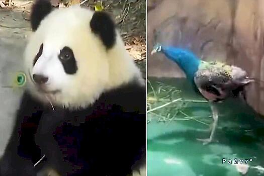 Панда ощипала павлина на глазах у посетителей зоопарка