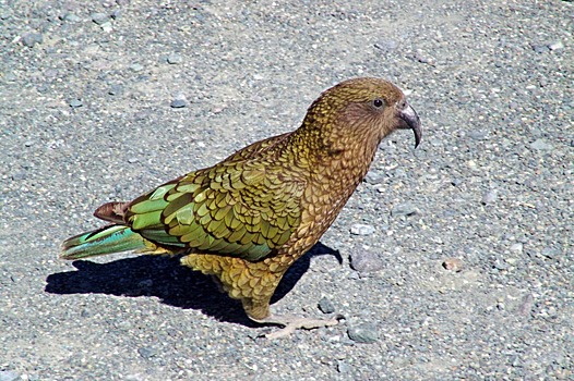 Новозеландские попугаи могут «заражаться» эмоциями