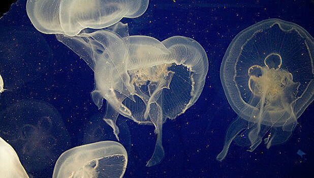 В России начнут массово уничтожать медуз