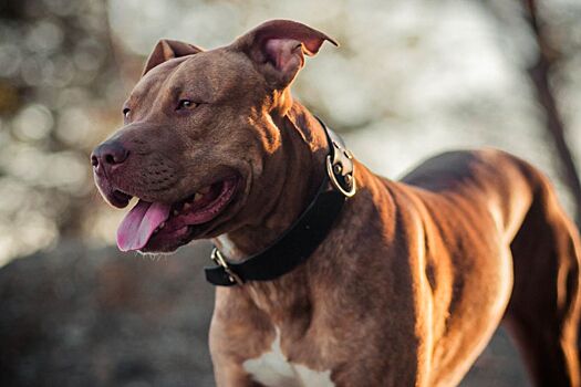 Мужчина лишился рук, ног и лица из-за аллергии