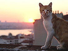 Кошки без боя захватили Стамбул