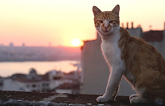 Кошки без боя захватили Стамбул