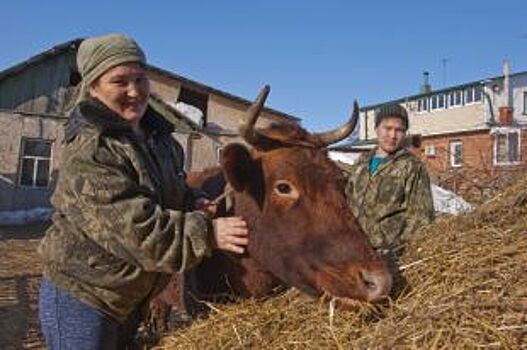 Правда, что за счёт микробов можно увеличить надои молока?