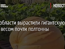 В Ленобласти вырастили гигантскую тыкву весом почти полтонны