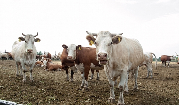 Волгоградцы бьют тревогу по поводу замерзающего в поле стада коров