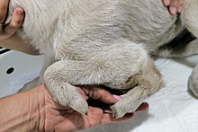 В Омске спасли щенка с пятью лапами