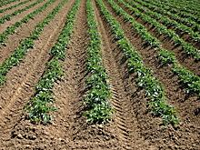 ГМ-картофель показал устойчивость к фитофторозу в полевых условиях