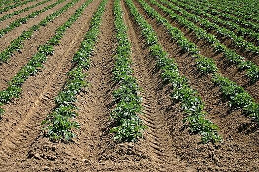 ГМ-картофель показал устойчивость к фитофторозу в полевых условиях