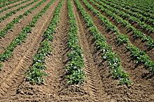 ГМ-картофель показал устойчивость к фитофторозу в полевых условиях
