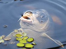 Весна. Время ловить карпа!