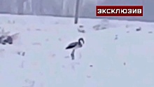 Эксперт Тютеньков рассказал, что фламинго могли оказаться в Томской области из-за ураганных ветров